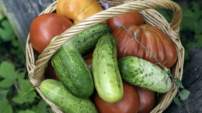 Why You Shouldn’t Plant Cucumbers And Tomatoes Together In The Garden