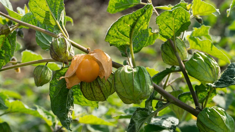 Why You Shouldn’t Plant Ground Cherries Next To Tomatoes In The Garden