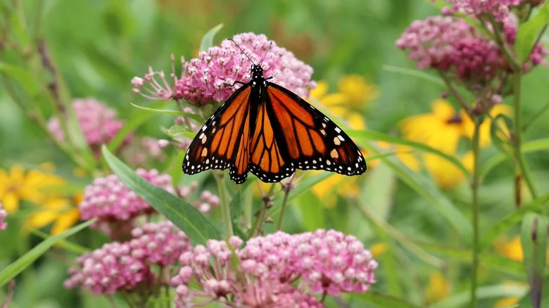 Why You Shouldn’t Plant Milkweed Near Your Bird Feeders, According To Our Master Gardener