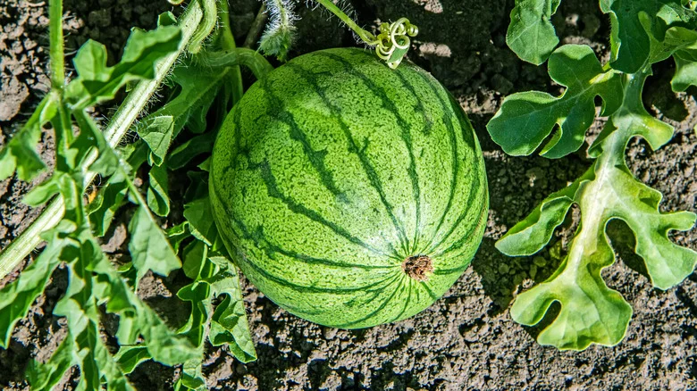 Why You Shouldn’t Plant Tomatoes Next To Watermelons