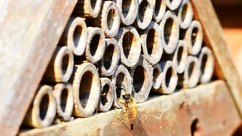 Why You Want Mason Bees In Your Garden & How To Attract Them