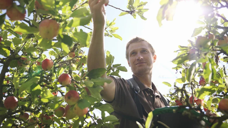 Why You Want To Avoid Growing Root Crops Too Close To Fruit Trees