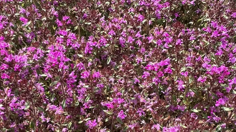 Why You’ll Love (And Hate) Planting Red Creeping Thyme In Your Yard