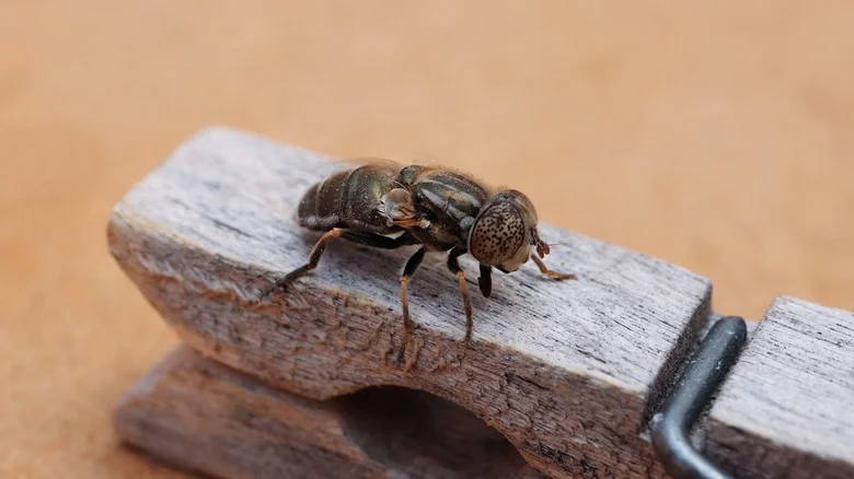 Why You’ll Want A Clothespin Handy When Dealing With Pests In The Garden
