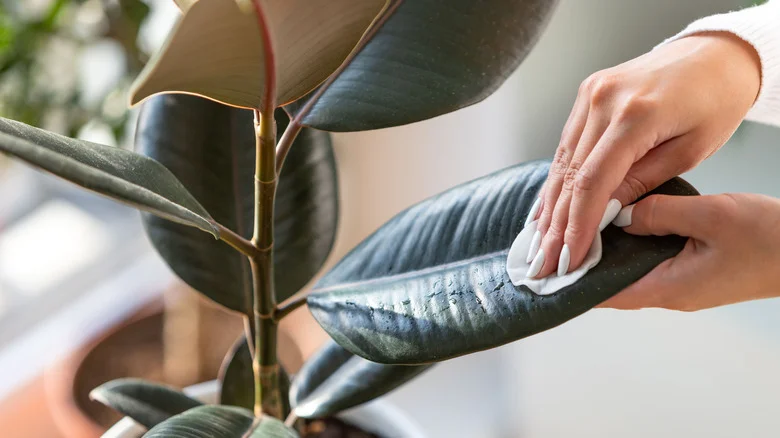 Why You’ll Want Baby Wipes In The House If You Have A Green Thumb