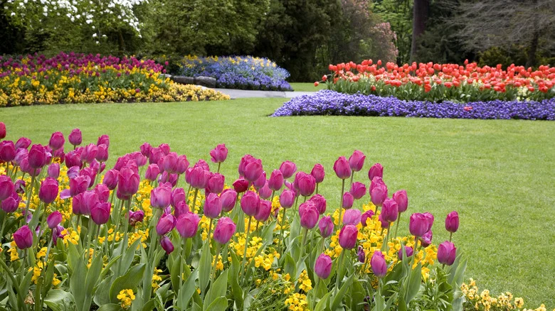 Why You’ll Want To Grow Amsonia Next To Your Spring Bulbs In The Garden