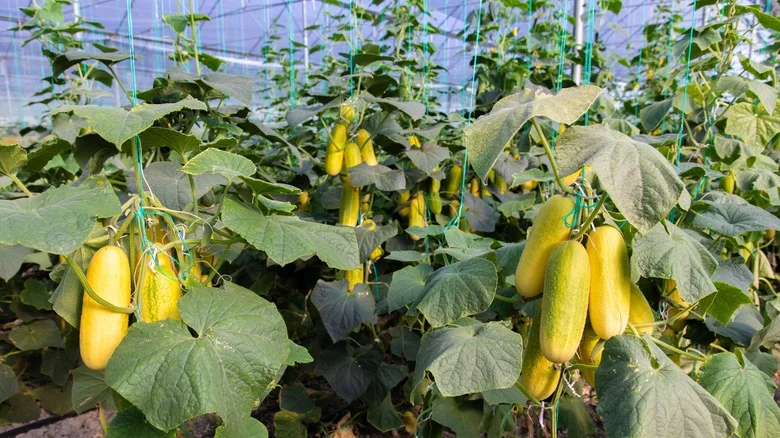 Why You’ll Want To Hold On To The Overripe Cucumbers In Your Garden
