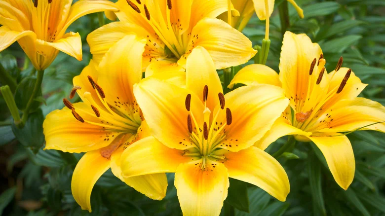Why You’ll Want To Plant Daylilies With Your Hostas In The Garden