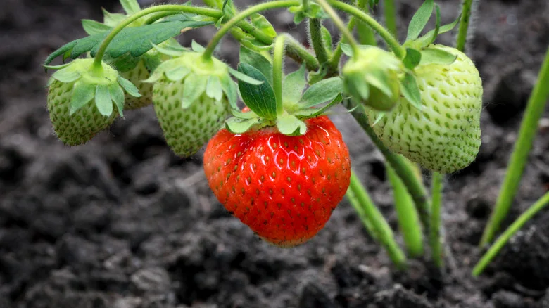 Why You’ll Want To Reach For Coffee Grounds When Growing Strawberries