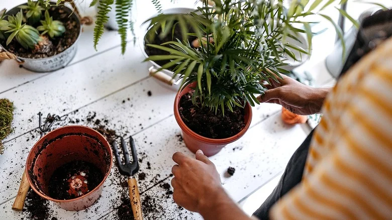 Why You’ll Want To Start Filling Your Flower Pot With Aluminum Foil
