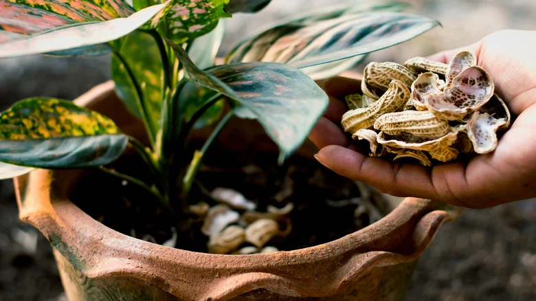 Why You’ll Want To Start Using Peanut Shells In Your Garden