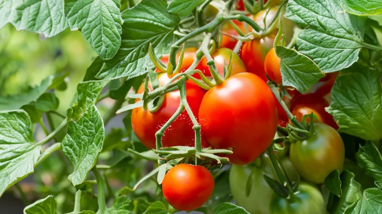 Why You’ll Want To Take A Cutting From Your Tomato Plants Before Winter Hits