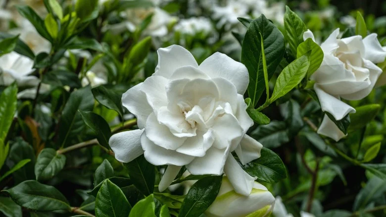 Why You’ll Want To Think Twice Before Pairing Gardenias With Roses