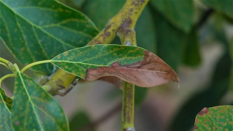 Why Your Avocado Tree Leaves Are Turning Brown, And What To Do About It?