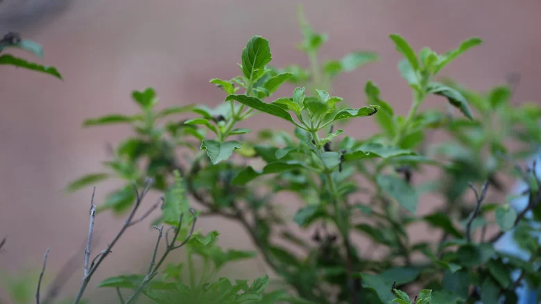 Why Your Basil Plants Are Getting So Leggy In The Middle Of Summer (And What To Do About It)