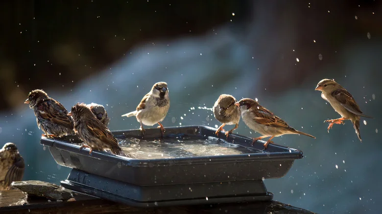 Why Your Birdbath Cleaning Routine May Be Harming Your Feathered Visitors