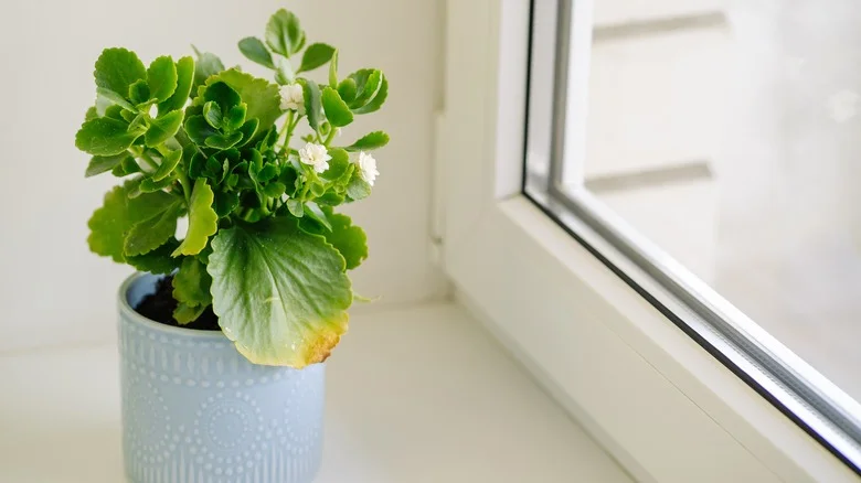 Why Your Calandiva Plant Leaves Are Yellowing (And Tips To Revive Them)