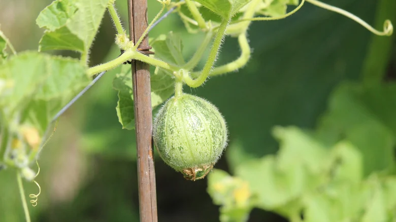 Why Your Cantaloupe Vines Look Healthy But Won’t Fruit