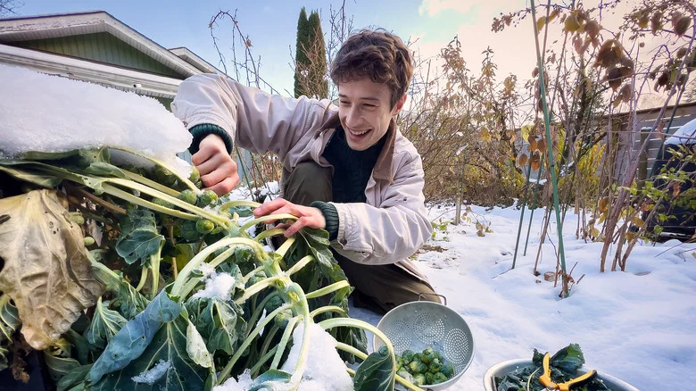 Why Your Garden Veggies Taste So Much Sweeter In The Winter