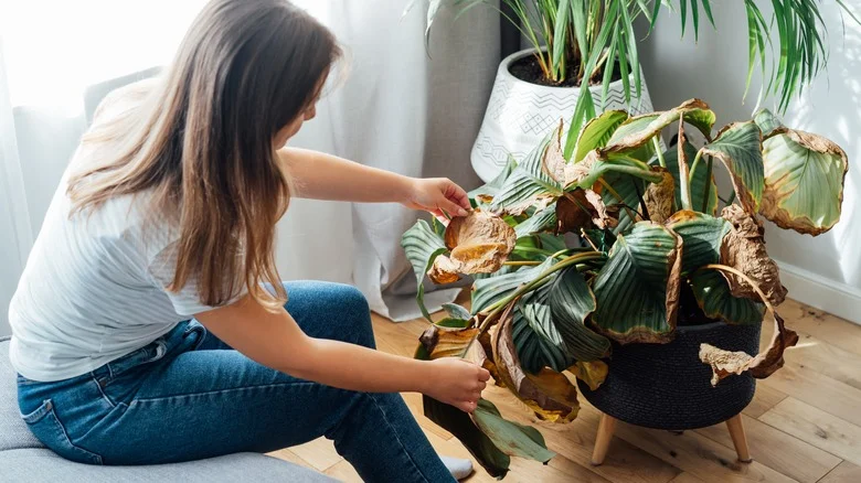 Why Your Houseplant Isn’t Absorbing Water And How To Fix It