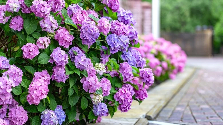 Why Your Hydrangea Leaves Are Turning Orange And How To Fix The Problem