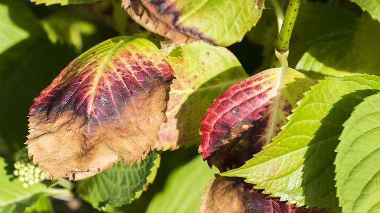 Why Your Hydrangea Leaves Are Turning Purple And How To Fix Them