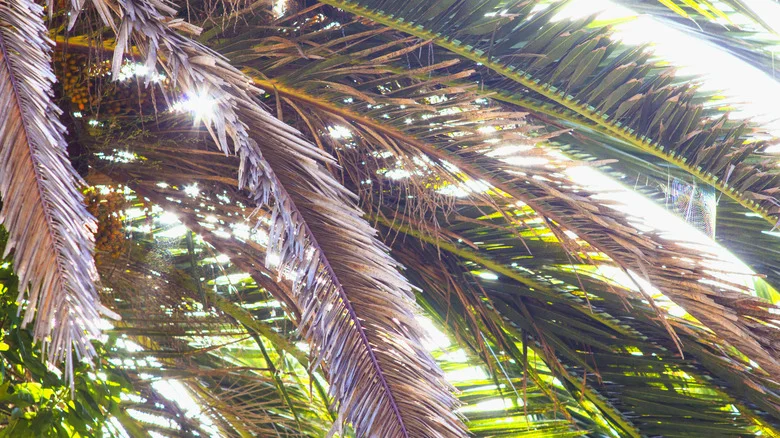 Why Your King Palm Tree Leaves Are Turning Brown And How To Fix It