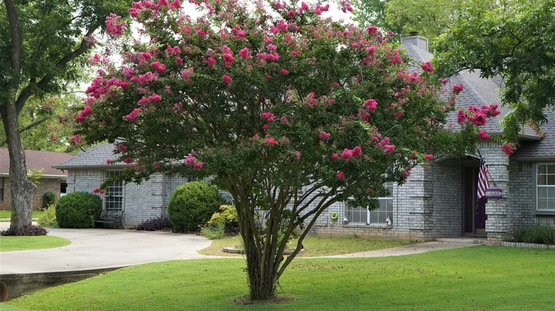 Why Your Leaning Crepe Myrtle Needs To Be Staked—and How To Do It Correctly