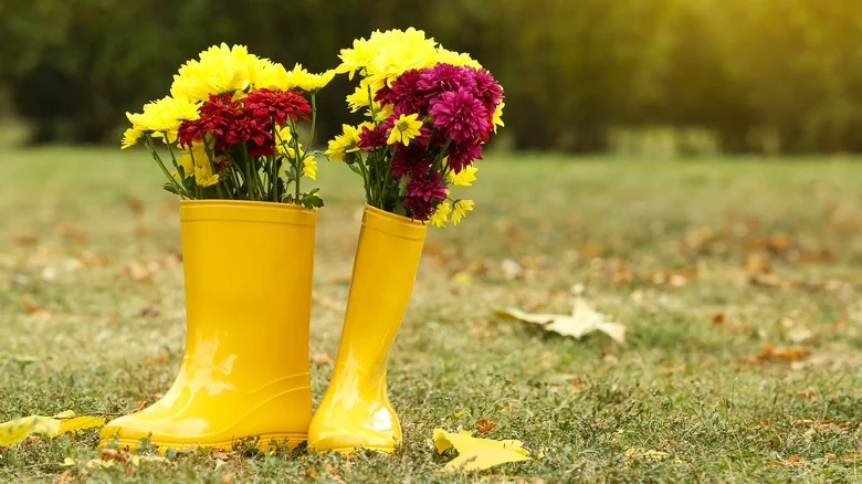 Why Your Mums Look Like They’re Dying After It Rains