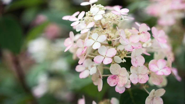Why Your Quick Fire Hydrangea Is Not Turning Pink