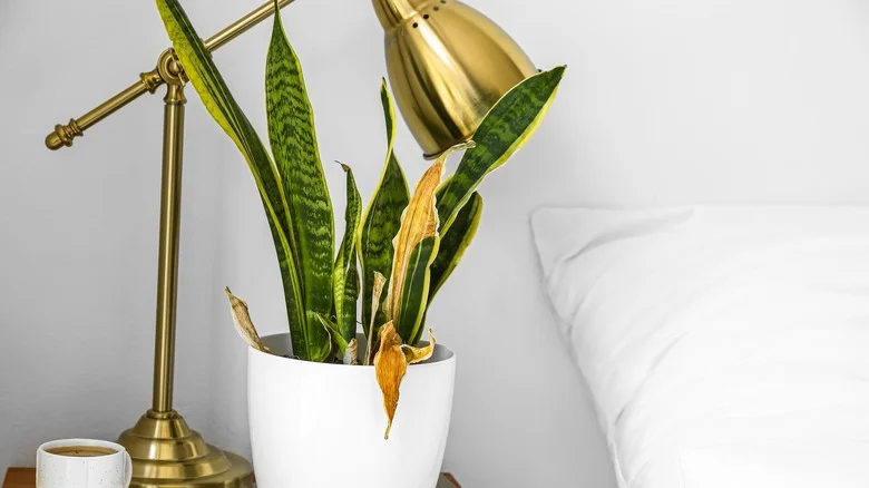 Why Your Snake Plant Might Be Turning Brown (And What To Do About It)