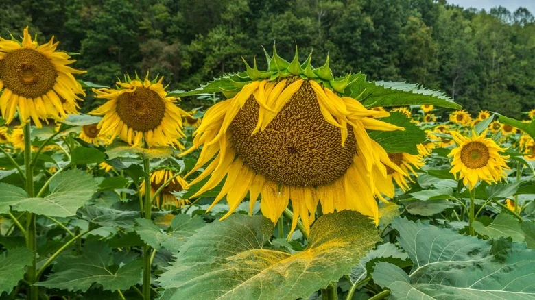 Why Your Sunflowers Are Drooping (And What To Do About It)