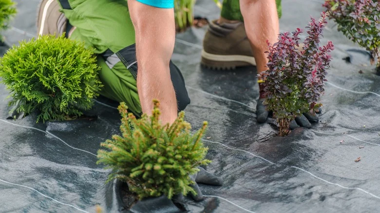 Why Your Weed Fabric Isn’t Working (& The Simple Fix You Need)