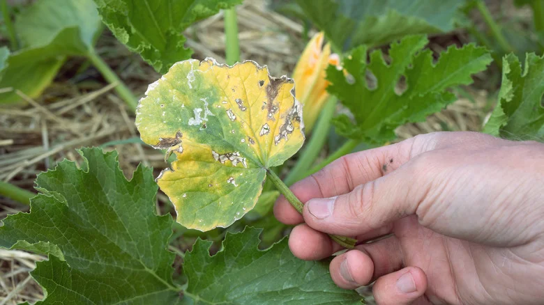 Why Your Zucchini Plant Leaves Are Turning Brown (And What To Do About It)