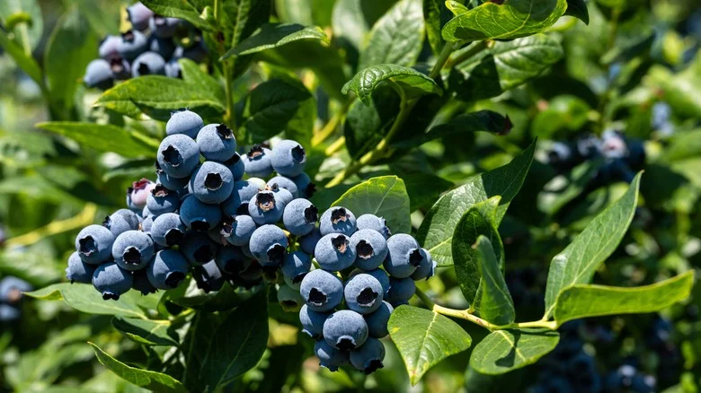 Wild Blueberries Vs Cultivated: What’s The Difference & Which Are Best To Grow?