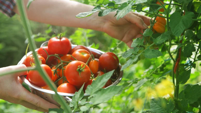 Will Baker’s Yeast Take Your Tomato Plants To The Next Level?