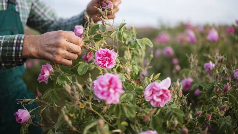 Will Banana Peels Really Give Your Roses A Boost?