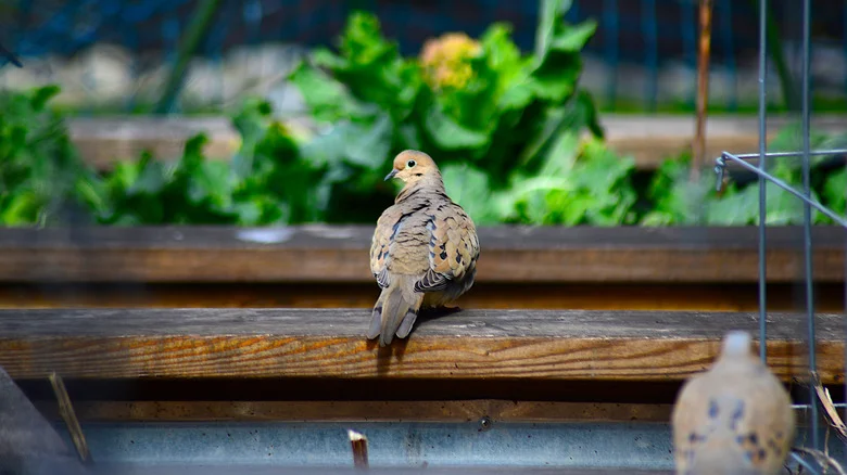 Will Decorating Your Garden With Disco Balls Help Keep Birds Away?