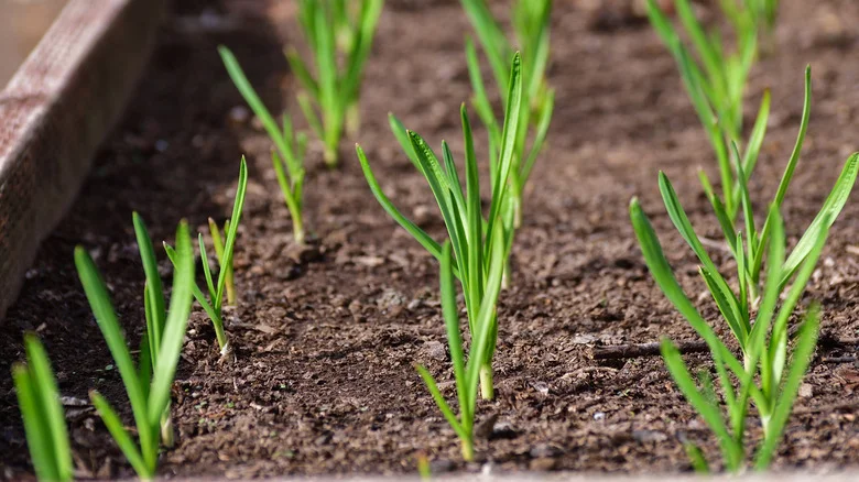 Will Garlic Grow If You Plant It In The Spring?