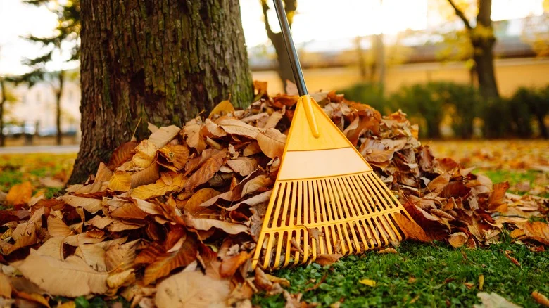 Will Leaving Fallen Leaves In Your Yard Attract Bugs Into Your Home?