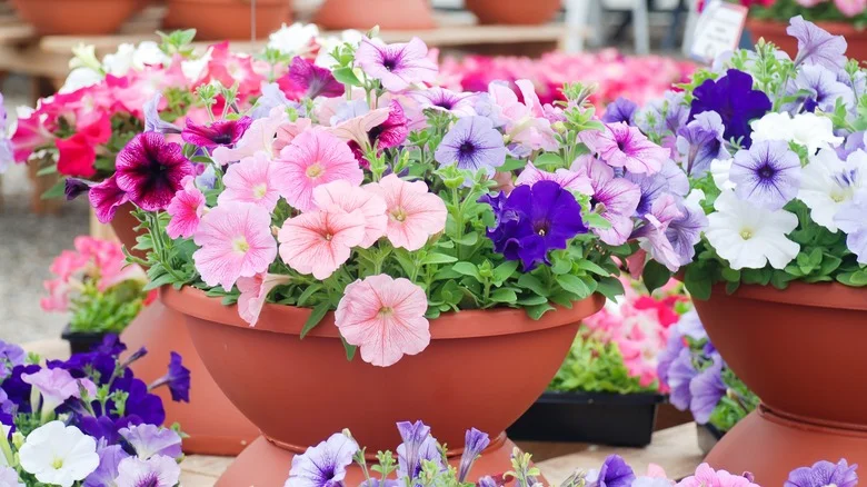 Will Petunias Really Help Eliminate Unwanted Pests In The Garden?