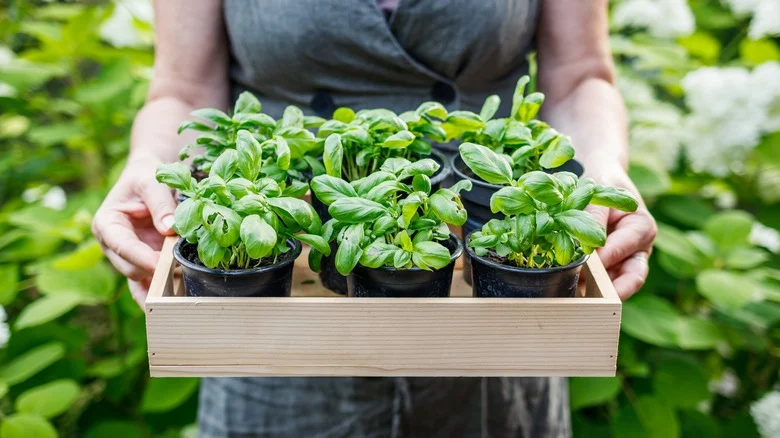 Will Planting Basil Really Repel Snakes From Your Yard? Our Expert Weighs In