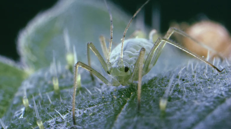 Will Planting Catnip Really Keep Aphids Out Of Your Edible Garden?