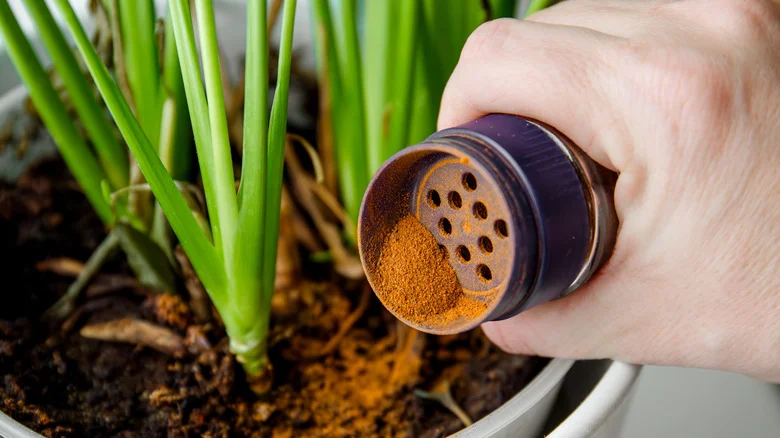 Will Sprinkling Cinnamon Really Eliminate Ants & Improve Lawn Health? Here’s The Deal