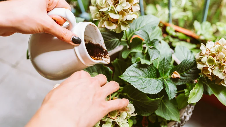 Will Sprinkling Coffee Grounds Keep The Ants Away? Here’s What You Should Know