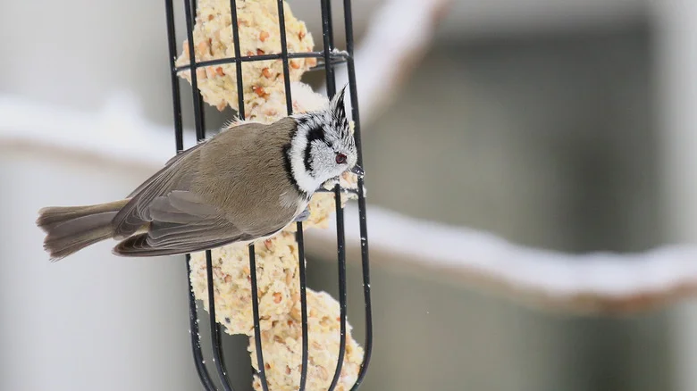 Will Suet Keep Birds At My Feeders Longer?