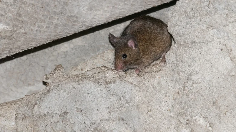 Will This Easy Cinnamon Hack Really Send Mice Running From Your Garden Shed?