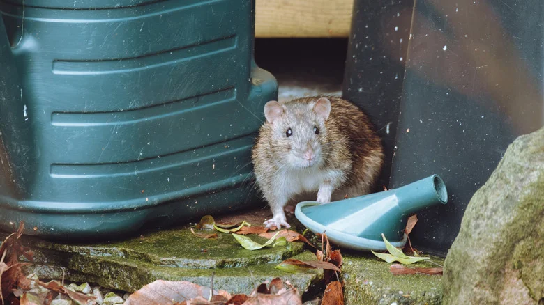 Will Vinegar Keep Rodents Out Of Your Garden For Long? Here’s The Truth