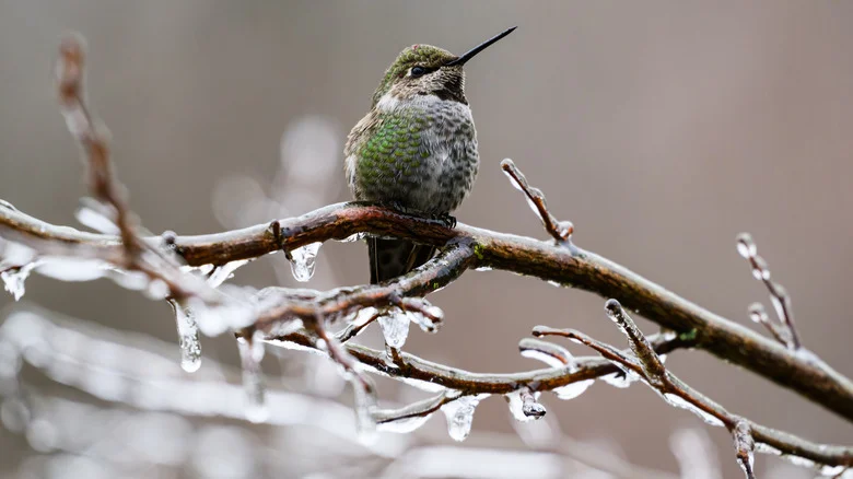 Winter-Blooming Plants That’ll Have Hummingbirds Visiting Your Yard Year Round