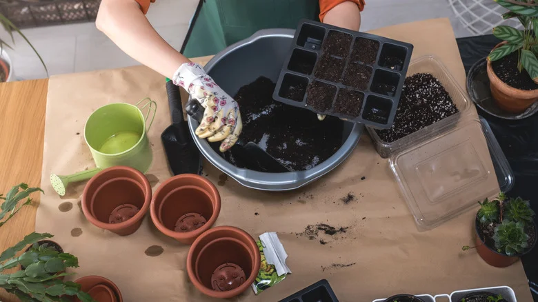 Winter Is The Perfect Time To Sow This Flavorful Kitchen Ingredient In Your Garden